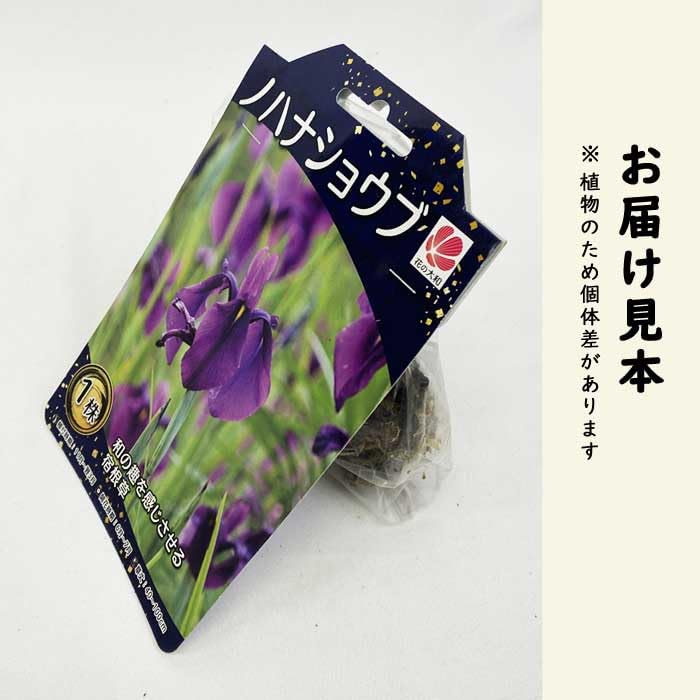 Amazon.co.jp: ノハナショウブ 野花菖蒲 球根 1株 冬植え 宿根草