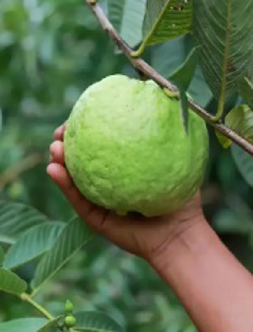 Green view Famous Baruipur Sweet Seedless " Hybrid Guava - 1 Healthy Live White Seedless Amrood Fruit Plant 1.5-2 Ft Height in Nursery Grow Bag for Home Garden|All India Suitable (B0BRT5BJPZ) Amazon Price History, Amazon Price Tracker