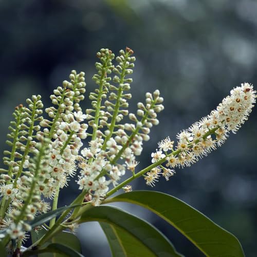 semi di lauroceraso - appartamento decorative giardino resistenti aiuola rialzata balcone 100pcs