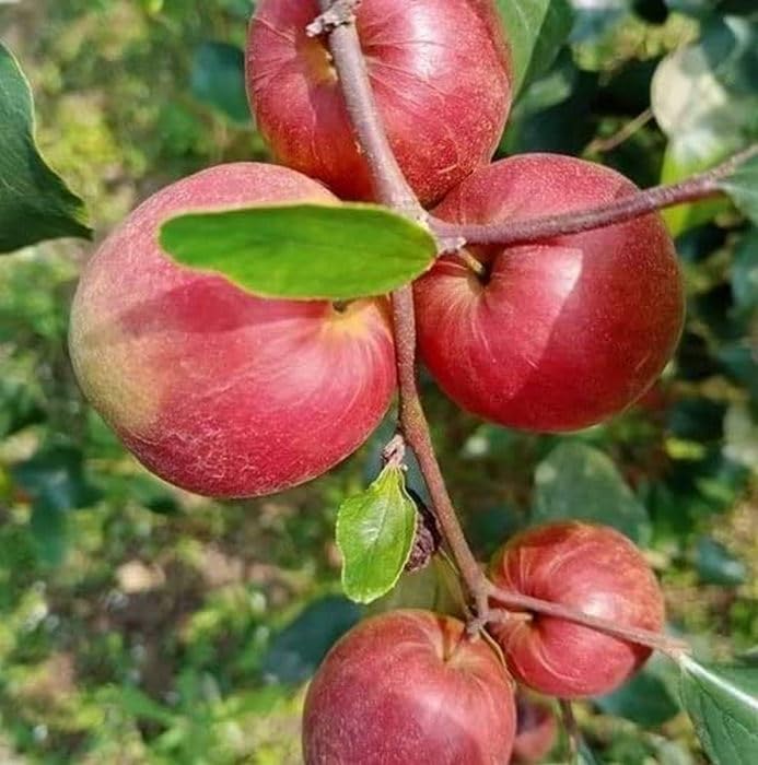 Rare Red Sundari Apple Ber Jujube - Layering Live Plant Exotic Garden Addition Bear(1 Plant)