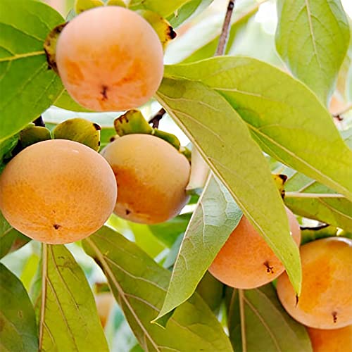 Qauzuy Garden 10 Japanese Fuyu Persimmon Seeds | Oriental Kaki Persimmon | Non-Gmo Heirloom Organic Fruit Seeds | Rich In Nutrition & Tasty Fruit #TOP3