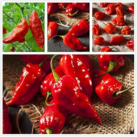 Ghost Hot Pepper Seeds - Carolina Reaper Cover