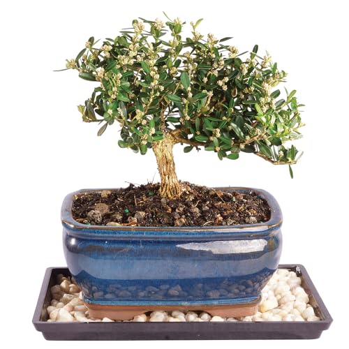 Brussel's Live Harland Boxwood Outdoor Bonsai Tree - 4 Years Old; 8' to 10' Tall with Decorative Container, Humidity Tray & Deco Rock