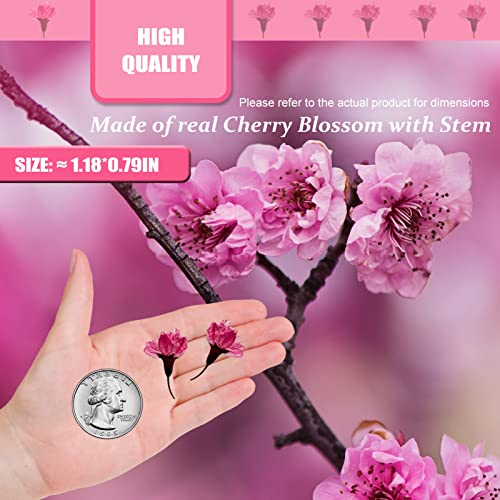 Flores secas de cerezo rosa intenso para manualidades 60PCS miniatura 6