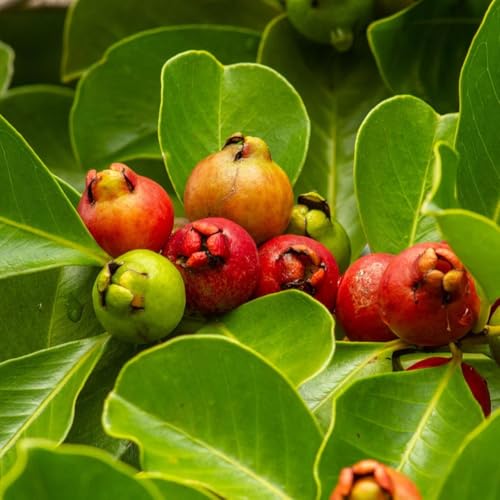 Ouro Verde, 10 MUDAS DE FRUTÍFERAS DA MATA ATLÂNTICA DE PEQUENO PORTE
