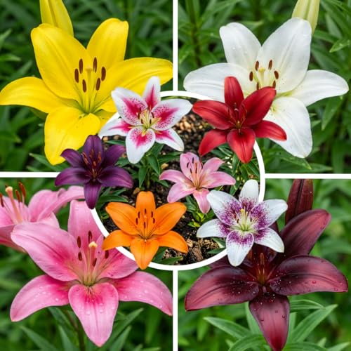 FLORIUM - 50 Lilien Zwiebeln Mega Kollektion (50 Zwiebeln) Exklusive mehrjährig blumenzwiebeln winterhart mischung aus Holland für Garten (große knollen kein Samen)