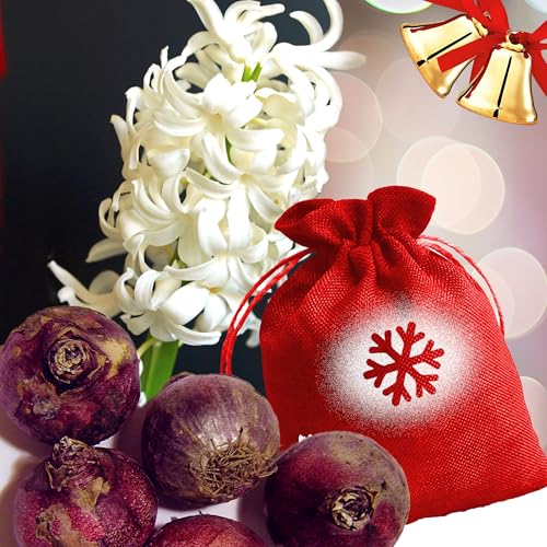3 Prepared White Hyacinth Bulbs in Christmas Sack Gift Set for Him Her Gardener w/Gift Tag Indoor Forcing Flower Perennial Scented Festive Winter Bloom Ideal Gardener Present Home Decor Holiday Plant