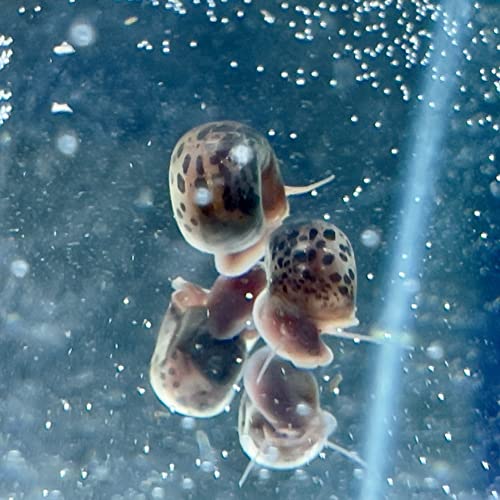 10 Live Ramshorn Snails By Dylfinds For Freshwater Aquarium/Pond Colony Start Clean-Up Crew Planorbella Duryi (Variety Mix) #TOP7