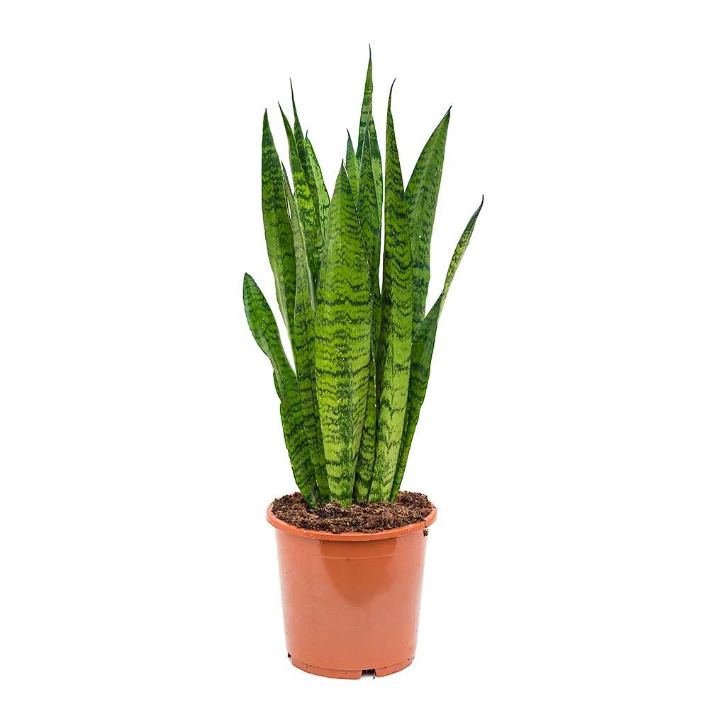 Snake Plant, Live Indoor Plant Good Luck Office Desk Dwarf Room Nagdaman Plant Without Pot (Pack Of 1).-image-45