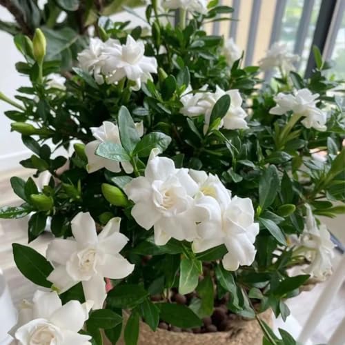 2 Mix Jasmine Plants, 4-8 Inch Fragrant Jasmine Flower Plant, Well Rooted for Container, Hanging Basket Growing Outdoors Indoor