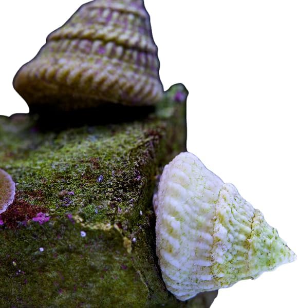 LLC Astrea Turbo Snails – Live Saltwater Invertebrates, Clean Up Crew, Livestock,Reef, Marine Turbo/Astrea/Snails (Packs of 10, 25, 50, 100) (10)