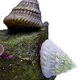 Shore Aquatic LLC Astrea Turbo Snails – Live...