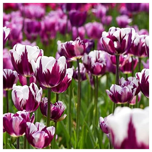 Bulbos De Tulipane Bulbos Perennes Resistentes Tulipanes ExóTicos Flores DecoracióN Ornamentales Bulbos Plantas De BalcóN Jardineras De Bulbos Flores JardíN Ramo 10 Tulipan Bulbo Violeta Blanco