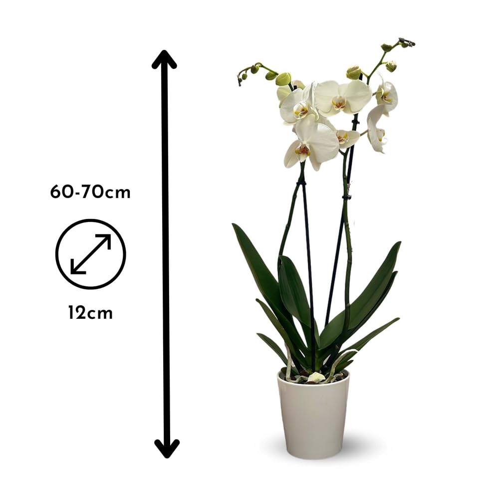 Attitude Jardin - Orchidée blanche - double branche - phalaenopsis - Orchidaceae - 60-70 cm - ⌀ 12 cm - avec cache pot en céramique blanc