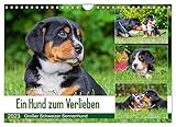schweiz tiere pflanzen QUALITÄT - Hochwertiger Fotokalender mit 12 wunderschönen Motiven auf lichtbeständigem Bilderdruckpapier, robuste Spiralbindung mit Aufhängebügel.