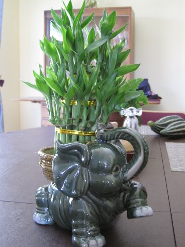 Jumbo Size Elephant Ceramic Vase with 3 Tier 4" 6" 8" Quality Lucky Bamboo Plant - Thumbnail 3