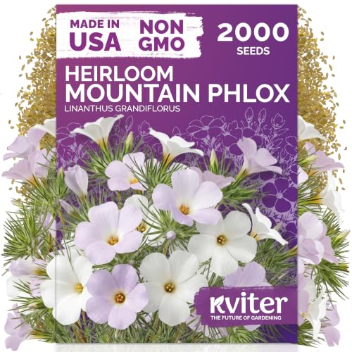 2,000 Mountain Phlox Heirloom Flower Seeds, Linanthus Grandiflorus