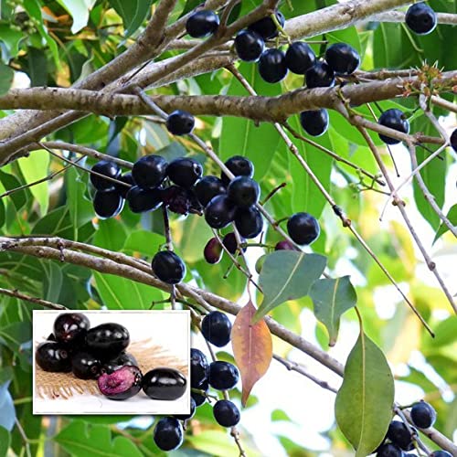 MTech Gardens Jamun / Njaval Pazham (Graft) Fruit Live Plant Amazon