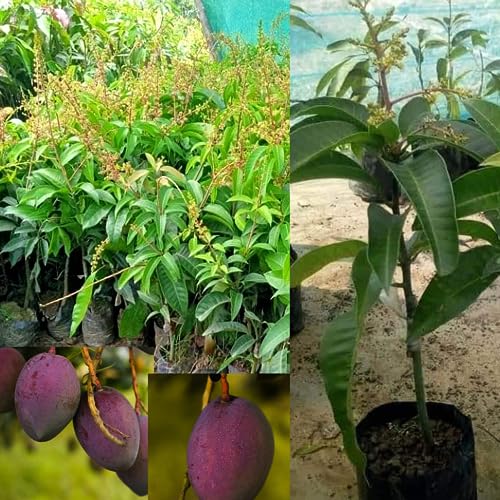 Image of Thai All Time Mango Plant Grafted Baramasi Live Tree 1.5-3 Feet