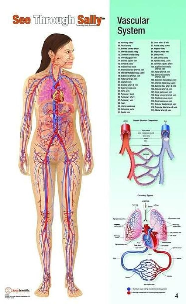 人体解剖学 Amazon.co.jp: 解剖学的臓器人間の胴体 4D 解剖学的アセンブリ