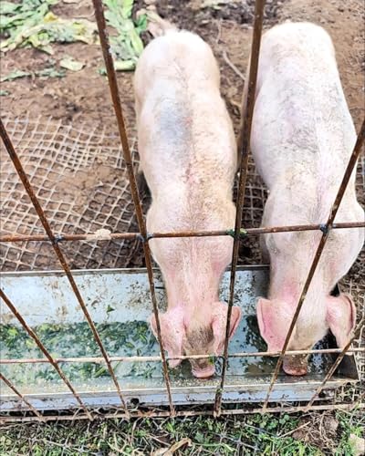 Mangeoire pour bétail grand volume moutons chevaux et veaux