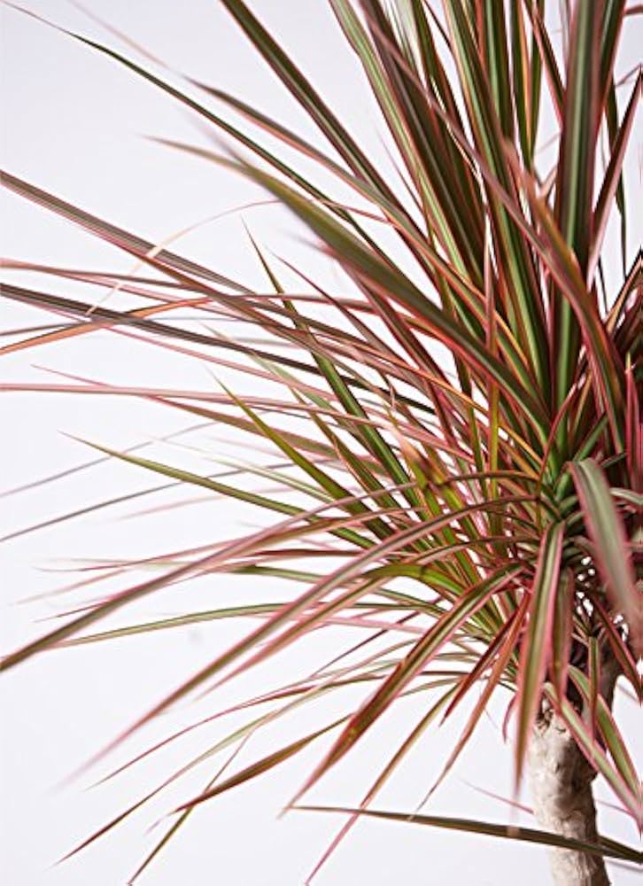 専用‼️ドラセナ・コンシンネ・レインボー(長物)苗木100本 専用‼️ドラセナ・コンシンネ・レインボー(長物)苗木100本 観葉植物