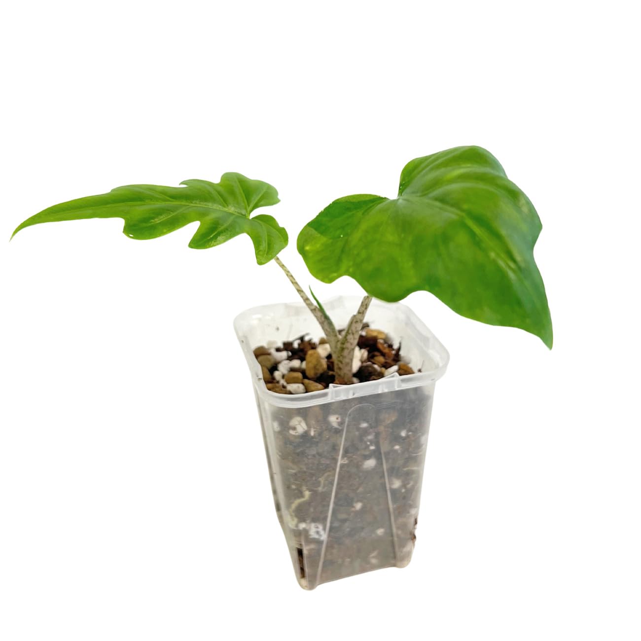 Amazon｜アロカシア ブランキフォリア 2.5号 幼苗 ネガミエル Alocasia