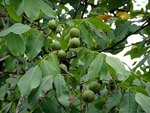 Echte Walnuss Juglans regia Pflanze 25-30cm Walnussbaum Welschnuss Baumnuss