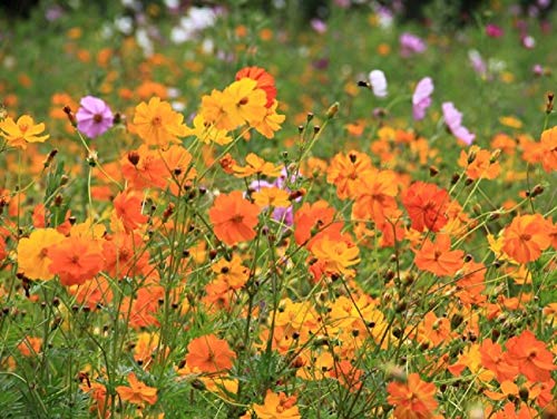 2,000 Seeds Of Sulphur Cosmos, Bright Lights Mix By Seeds2Go #TOP1
