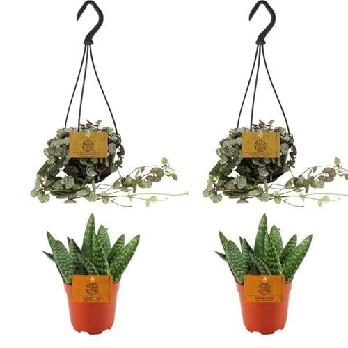 2 aloe paradisicum + 2 Ceropegia Woodii Variegata, 4 pièces, diamètre : 10,5 cm, 10 cm