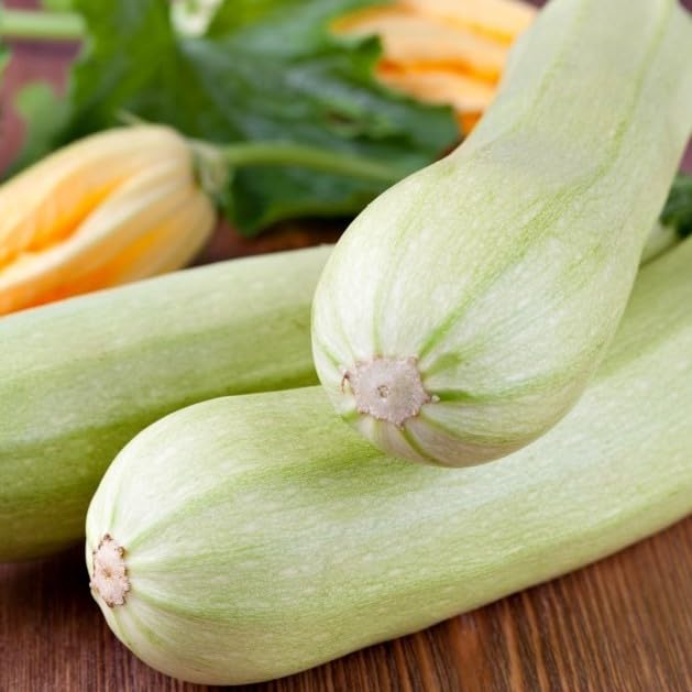PREMIER SEEDS DIRECT- Italian COURGETTE - Bianca DI Trieste, Approx 150 Seeds, Bulk - Organic