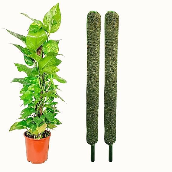 CATTAILS Moss Sticks for Plant Support (Set of 2) | 3ft Green Grass Coco Coir Poles | Ideal for Money Plants, Indoor Plants, House Plants & Climbing Creepers | Durable & Eco-Friendly Plant Stakes