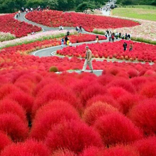 Willvine Kochia Green Bush Plant Seeds-PUAS-6H-image-40