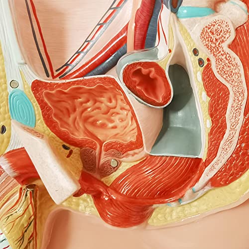 Image of HADWYN Male Pelvis Reproductive Anatomy Model,Life Size 5-Parts Pelvis Model on Baseboard, Muscular,Urinary,Reproductive System,Anatomy Medical Model for Science Education with Detailed Product Manual