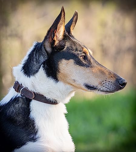 Jack & Russell Hundehalsband aus Fettleder – Handgefertigtes Echtleder Hundehalsband – Robustes Lederhalsband für kleine, mittelgroße und große Hunde, Fat-Tony (M)