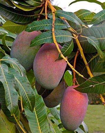 Plant House Live Mango/Aam Sundari Fruit Plant - Healthy Plant (B07GJJS78J) Amazon Price History, Amazon Price Tracker