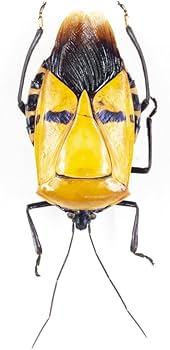 かめさん② 2本 Amazon.co.jp: C. incarnatus 02B ジンメンカメムシ標本