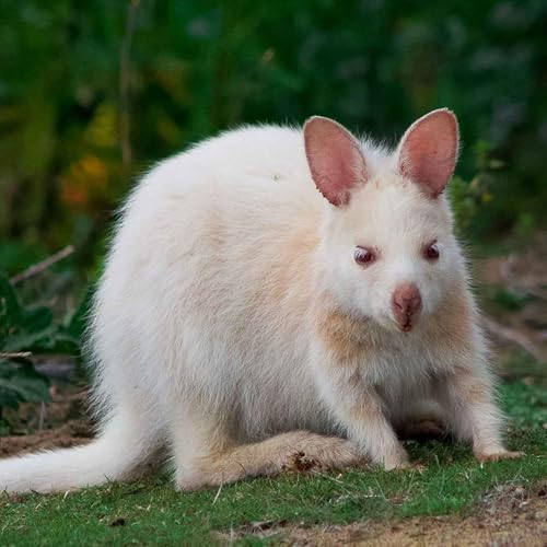 Meeting a very rare wallaby