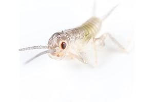 Carolina Custom Cages Pinhead Crickets