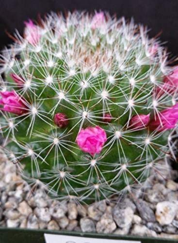 Planet Desert Mammillaria Zeilmanniana Cacti Cactus Succulent Real Live Plant #TOP4