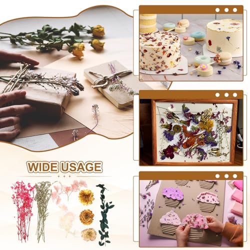 Set Natural de Flores Secas, 2 Unidades miniatura 6