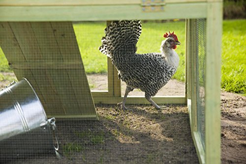 Fallen Fruits Chicken House – Bild 4