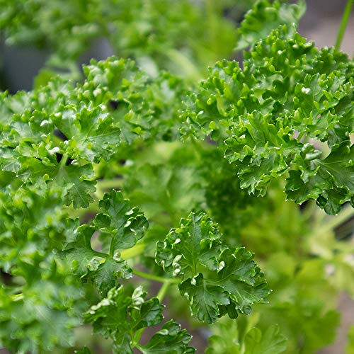 ハーブ苗 パセリ 2個セット【おうちで簡単！育てやすい10.5cmポットハーブ苗シリーズ】