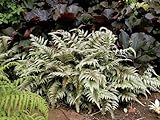 Greenwood Nursery: Live Perennial Plants - Japanese Painted Fern + Athyrium Niponicum - [Qty: 2X Pint Pots] - (Click for Other Available Plants/Quantities)
