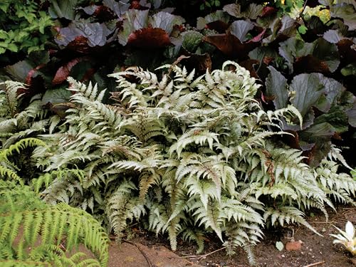 Japanese Painted Fern + Athyrium Nipponicum (10x pint pots)