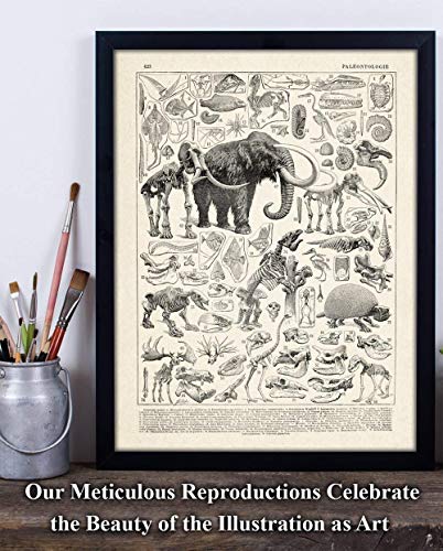 Paleontology - 11X14 Unframed Art Print - Makes A Great Gift Under $15 For Dinosaur Lovers And Child's Room Decor #TOP20