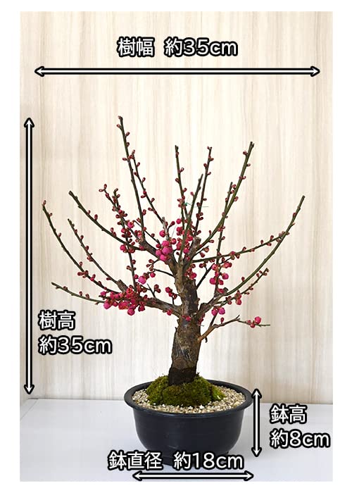Amazon.co.jp: 春の3月頃にウメのかおりを大盃紅梅鉢花 梅盆栽 紅梅