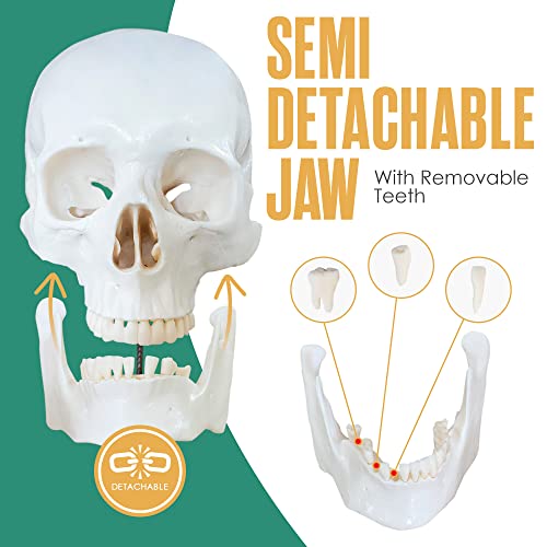 Houseables SDH-WH-62IN Disarticulated Human Skeleton, Full Unassembled Anatomical Model, Life Sized, 62 Inch Height, Plastic, W/Poster, Skull, Bones, Articulated Hand & Foot, Study Of Skeletal System thumb #3