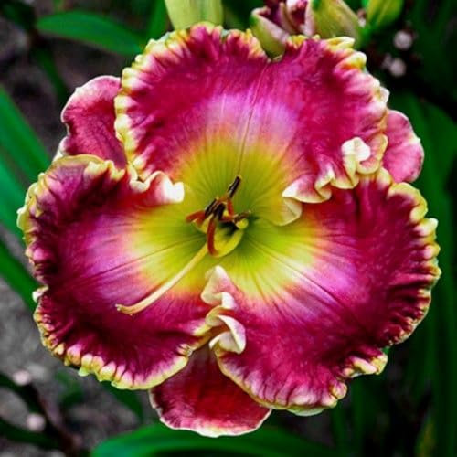 Mix Hemerocallis bulbi,Piante perenni,Hemerocallis pianta vera,resistenti al freddo,Tagliare,Facile da curare(non artificiali)-3 Bulbi-G