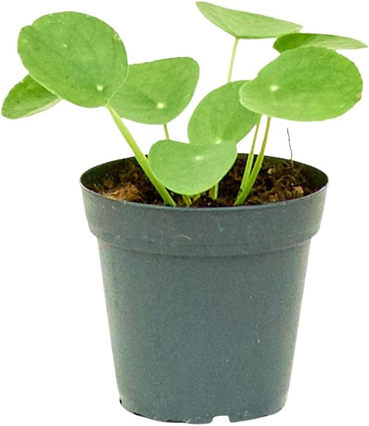 Rooted Chinese Money Plant, Pilea Peperomioides, Live, Live Indoor, Home Decor, Easy to Grow, Easy to Care, Outdoor Garden and Low Maintenance Houseplant (4")